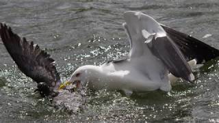 The gull who eats pigeons [upl. by Ruhnke]