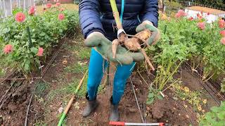 Prepare to remove your dahlia tubers for winter storage  Growing Dahlias  Overwintering Dahlias [upl. by Drew]