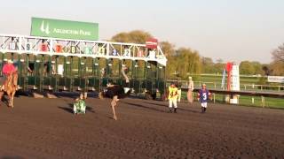 Ostrich Race at Arlington Park Racetrack [upl. by Lain470]