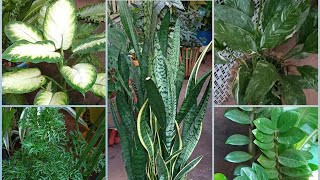 9 Plantas Que Atraem Sorte Prosperidade amp Boas Energias Para sua CASA [upl. by Idrahs316]