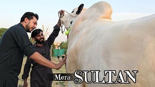 Alhumdulillah Mera Sultan 😍  Bakra Eid 2024  Dangerous Cow Unloading 2024  Fateh Jang Bulls 2024 [upl. by Ativet]