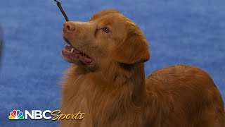 National Dog Show 2023 Sporting Group Full Judging  NBC Sports [upl. by Rakia725]