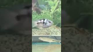 Red Tail Hemiodus Tetra tetra fish youtube youtubeshorts ytshorts [upl. by Whitby78]