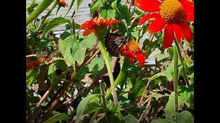 Sept 20 Four Monarchs Feeding in our Garden All Day [upl. by Gelasius]