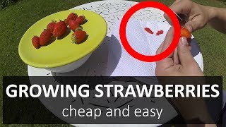 🍓 How to grow STRAWBERRIES from FRUITS the CHEAP and EASY way  part 1 SEEDS [upl. by Dimmick]