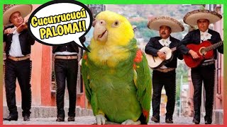 LORO CANTANDO Cucurrucucú Paloma 🕊️ 🎶 Un lorito divertido [upl. by Eimrots]