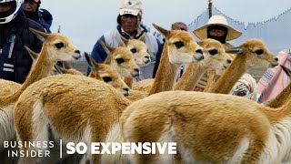 Why Vicuña Wool Is So Expensive  So Expensive [upl. by Joleen633]