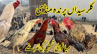 Kallar Syedan Murga Mandi  Prinda Mandi Kallar Syedan  Mianwali Aseel Murgo Ki Mandi [upl. by Lonee]