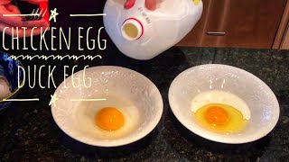 Chicken Egg vs Duck Egg A Comparison [upl. by Moersch]