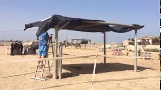 Repairing our field shelters  Easy Horse Care Rescue Centre [upl. by Darnoc]