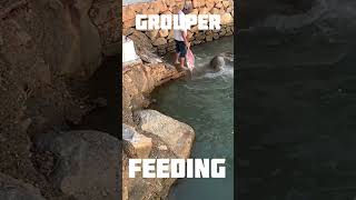 HUGE FISH MASSIVE GROUPERS BEING HAND FED thegreyingnomads cooktown grouper fish fishing qld [upl. by Amalia]