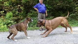 Rhodesian ridgeback VS Boxer [upl. by Leakcim463]