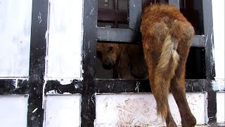 Terrified dog stuck in gate rescued [upl. by Modie211]