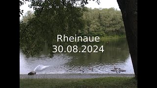 Rheinaue  Sony DSR400 test footage [upl. by Lon315]