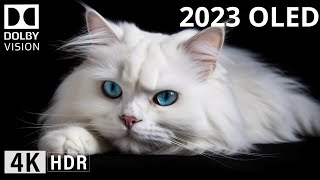 INSANE CloseUp Details  OLED DEMO 2023 4K UHD 60 FPS Dolby Vision [upl. by Siderf]