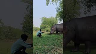 Hippopotamus hippopotamus attack hungry hippos pumpkin treats Viral Trending shorts [upl. by Ume]