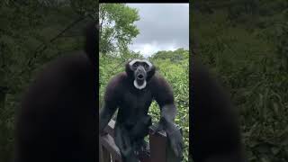 Cute Gibbon singing 🦍🔥 funny cute forkids gibbon animals nature wild [upl. by Lyndsie]