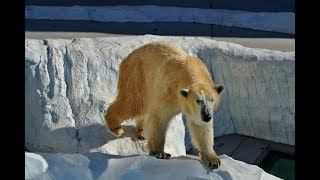 Les animaux du froid  Documentaire animalier [upl. by Josi]