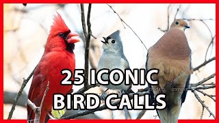 25 Iconic Bird Sounds [upl. by Nelyag246]