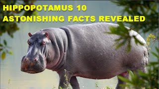 Hippopotamus 10 Astonishing Facts Revealed [upl. by Neva]