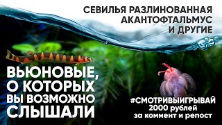 Вьюновые о которых вы ВОЗМОЖНО слышали смотривыигрывай [upl. by Ahsineb]