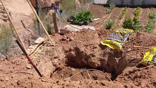 Planting Persimmon trees in the Summer Desert Fuyu Hachiya Chocolate Eureka and Matsumoto [upl. by Niuq]