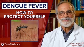 Dengue Fever and Mosquitos How to Protect Yourself [upl. by Cassil]