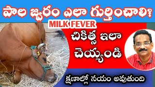 How to manage Milk fever in dairy animals  Symptoms Treatment and Prevention of Hypocalcemia [upl. by Assetniuq]