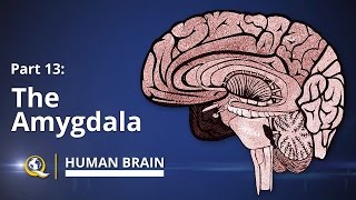 Amygdala  Human Brain Series  Part 13 [upl. by Hsital]