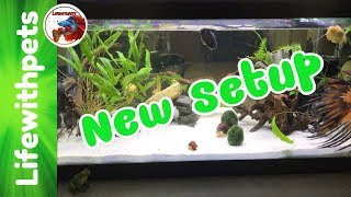 New 20 Gallon Tank Setup for Snails and New Betta Fish [upl. by Everest]