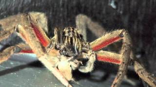 Costa Rican Wandering Spider Cupiennius coccineus [upl. by Assirram]