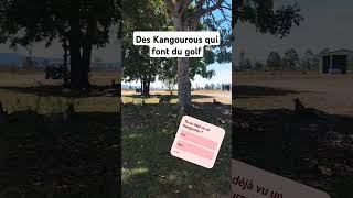 Des Kangourous qui font un GOLF kangourou golf australie sondage [upl. by Chrotoem8]