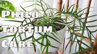 Philodendron Tortum House Plant Care Tips [upl. by Bekah914]