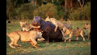 LEONES vs HIPOPOTAMOS DOCUMENTALES DE ANIMALES SALVAJES [upl. by Jordan]