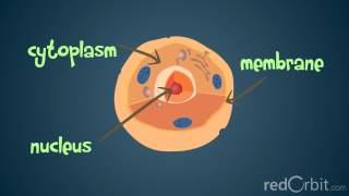 What is a Chromosome [upl. by Olney]