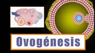 Ovogénesis y Desarrollo folicular ¿Cómo se forman los ovocitos [upl. by Frentz376]