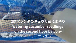 June 4 2024 2階ベランダのキュウリ苗に水やり Watering cucumber seedlings on the second floor balcony [upl. by Ferd]