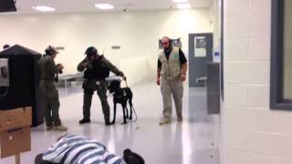 Giant Schnauzer Drilling for Riot Control Prison Work [upl. by Sabrina118]