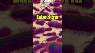 Eubacteria  General characteristics of Bacteria  Biological Classification  Class 11 Biology [upl. by Nycila]