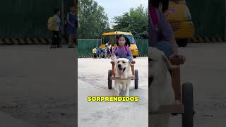 Perro Recoge a Dueña de la Escuela ❤️ [upl. by Marcile]