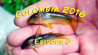 Colombia 2016  Episode 8 [upl. by Aromas]