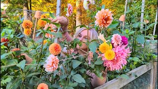 How To Store Dahlias for Winter Overwintering Dahlia tubers the EASY way Winter Storage [upl. by Katine300]