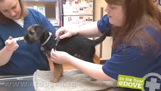 How to Administer Vaccines to Canine Patients [upl. by Nehemiah]