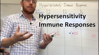 Hypersensitivity Immune Responses [upl. by Nnarefinnej475]