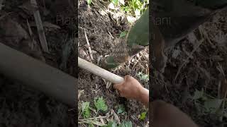 Planting Bamboo plant in Thulung Farm [upl. by Lrak]