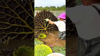 Beautiful Natural Gorgon Harvesting amp Rural Life  Prickly Water Lily Seeds shorts youtubeshorts [upl. by Aeriell]