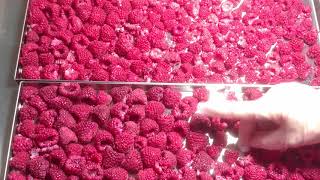 Raspberries Freeze Dried  Healthy Fruits Preserved Using Harvest Right Freeze Dryer [upl. by Hersch259]