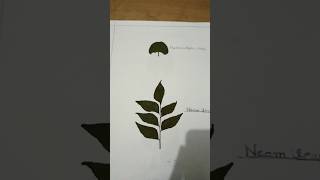 HERBARIUM FILE 🔥🥵trending biology leaves [upl. by Llenyaj]