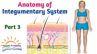 Anatomy of Integumentary System Helpful Video with Amharic Speech Part 3 [upl. by Dolhenty]