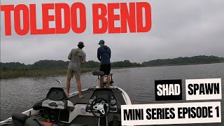 Toledo Bend Shad Spawn in May [upl. by Costello170]